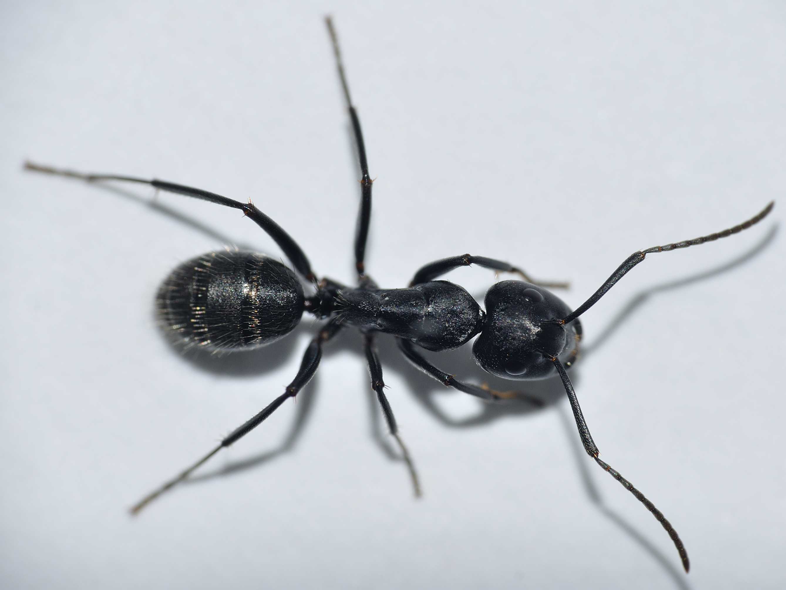 Camponotus vagus: foto ravvicinate